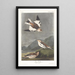 Bruant des neiges - John James Audubon — oprawiony obraz na ścianie