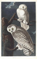 Harfang des neiges - John James Audubon — widok dzieła