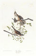 Bruant chanteur - John James Audubon — widok dzieła
