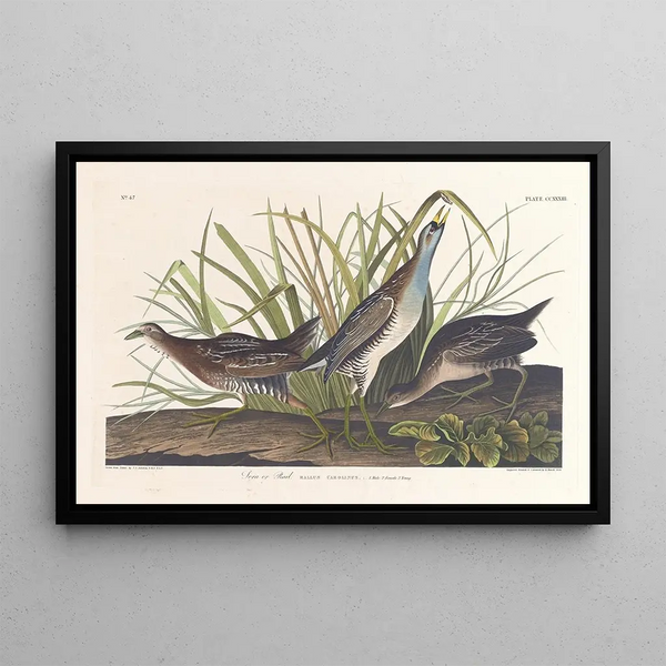 Râle de Virginie - John James Audubon — oprawiony obraz na ścianie