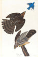 Faucon Stanley - John James Audubon — widok dzieła