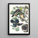 Kaczka letnia lub kaczka brodata - John James Audubon — oprawiony obraz na ścianie
