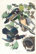 Kaczka letnia lub kaczka brodata - John James Audubon — widok dzieła