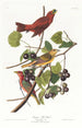 Tangara d'été - John James Audubon — widok dzieła