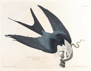 John James Audubon - Swallowtailed hawk.webp