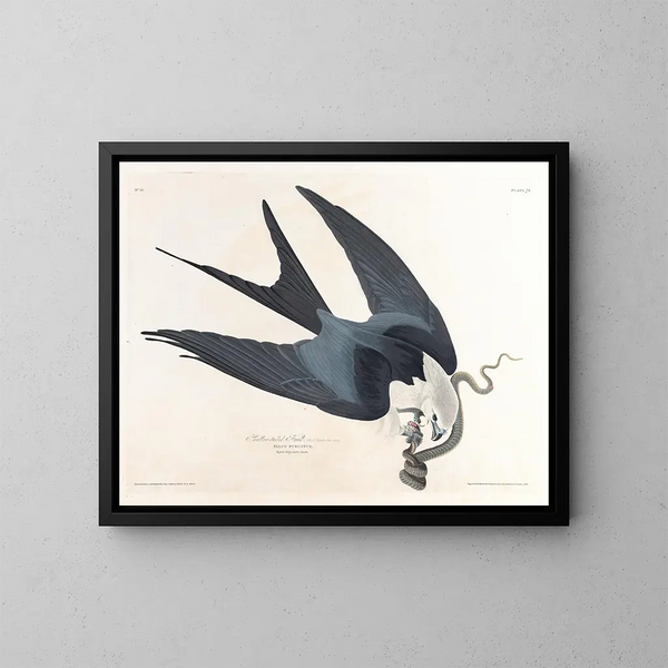 Faucon à queue fourchue - John James Audubon — oprawiony obraz na ścianie