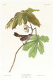 Bruant des marais - John James Audubon — widok dzieła
