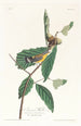 Paruline de Swainson - John James Audubon — widok dzieła