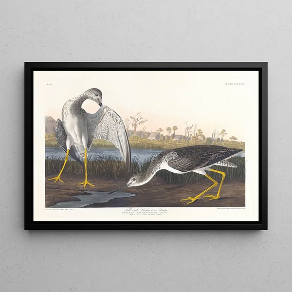 Czarna łódka z ogonem lub bąk - John James Audubon — oprawiony obraz na ścianie
