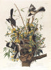 Le moqueur - John James Audubon — widok dzieła