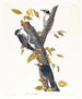 Pic tridactyle - John James Audubon — widok dzieła