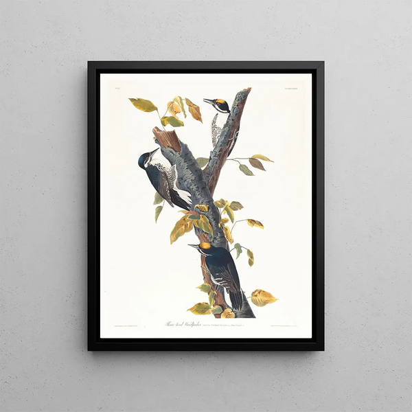 John James Audubon - Threetoed woodpecker.webp