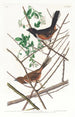 Bruant à gorge rousse - John James Audubon — widok dzieła