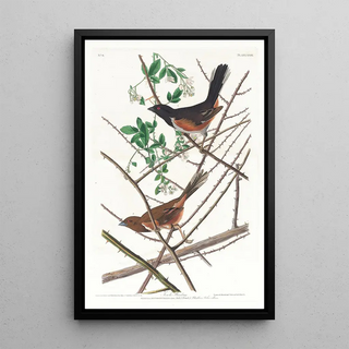 John James Audubon - Towhe bunting.webp