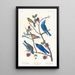 Paruline de Townsend, Merlebleu arctique, Merlebleu de l'Ouest - John James Audubon — oprawiony obraz na ścianie