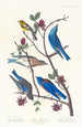 Paruline de Townsend, Merlebleu arctique, Merlebleu de l'Ouest - John James Audubon — widok dzieła