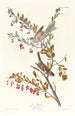 Reprodukcja obrazu Bruant des arbres - John James Audubon