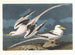 tropikalnego ptaka - John James Audubon — widok dzieła