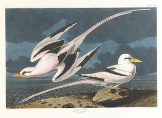 tropikalnego ptaka - John James Audubon — widok dzieła