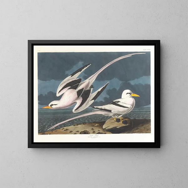 tropikalnego ptaka - John James Audubon — oprawiony obraz na ścianie