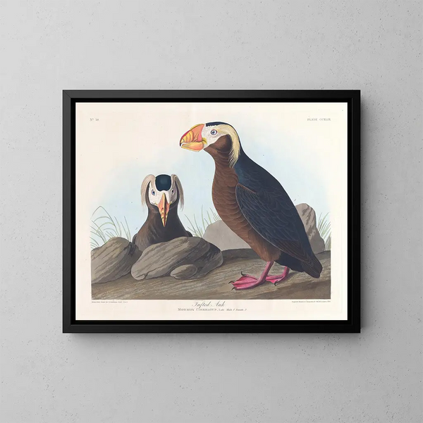 Macareux cornu - John James Audubon — oprawiony obraz na ścianie