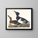Fuligule milouin - John James Audubon — oprawiony obraz na ścianie