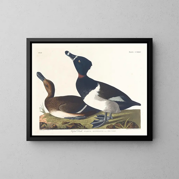 Fuligule milouin - John James Audubon — oprawiony obraz na ścianie