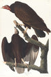 Urubu à tête rouge - John James Audubon — widok dzieła