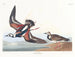Bécasseau à collier - John James Audubon — widok dzieła