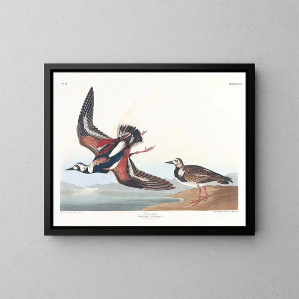 Bécasseau à collier - John James Audubon — oprawiony obraz na ścianie