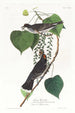 Moucherolle tyran - John James Audubon — widok dzieła