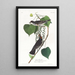 Moucherolle tyran - John James Audubon — oprawiony obraz na ścianie