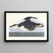 Uria brunnichii - John James Audubon — oprawiony obraz na ścianie