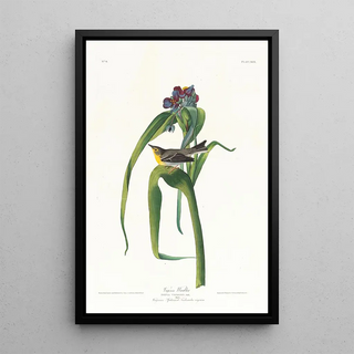 John James Audubon - Vigors warbler.webp