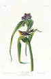 Paruline de Vigors - John James Audubon — widok dzieła