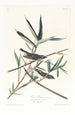 Viréo solitaire - John James Audubon — widok dzieła