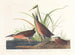 Râle de Virginie - John James Audubon — widok dzieła