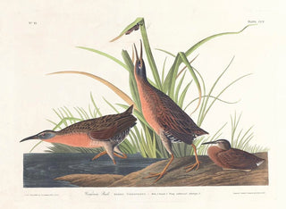 Râle de Virginie - John James Audubon — widok dzieła