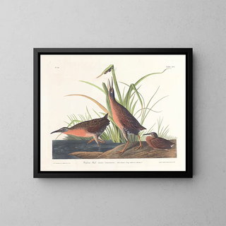 Râle de Virginie - John James Audubon — oprawiony obraz na ścianie