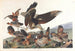 Perdrix de Virginie - John James Audubon — widok dzieła