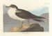 Puffin fouquet - John James Audubon — widok dzieła
