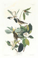 Moucherolle śpiewający - John James Audubon — widok dzieła