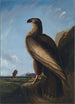 Aigle de mer de Washington - John James Audubon — widok dzieła