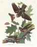 Engoulevent bois-pourri - John James Audubon — widok dzieła