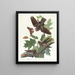 Engoulevent bois-pourri - John James Audubon — oprawiony obraz na ścianie