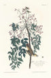 Moucherolle à yeux blancs - John James Audubon — widok dzieła