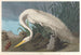 Biały heron - John James Audubon — widok dzieła
