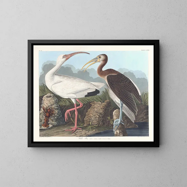 biały ibis - John James Audubon — oprawiony obraz na ścianie