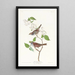 Bruant à gorge blanche - John James Audubon — oprawiony obraz na ścianie