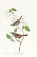 Bruant à gorge blanche - John James Audubon — widok dzieła